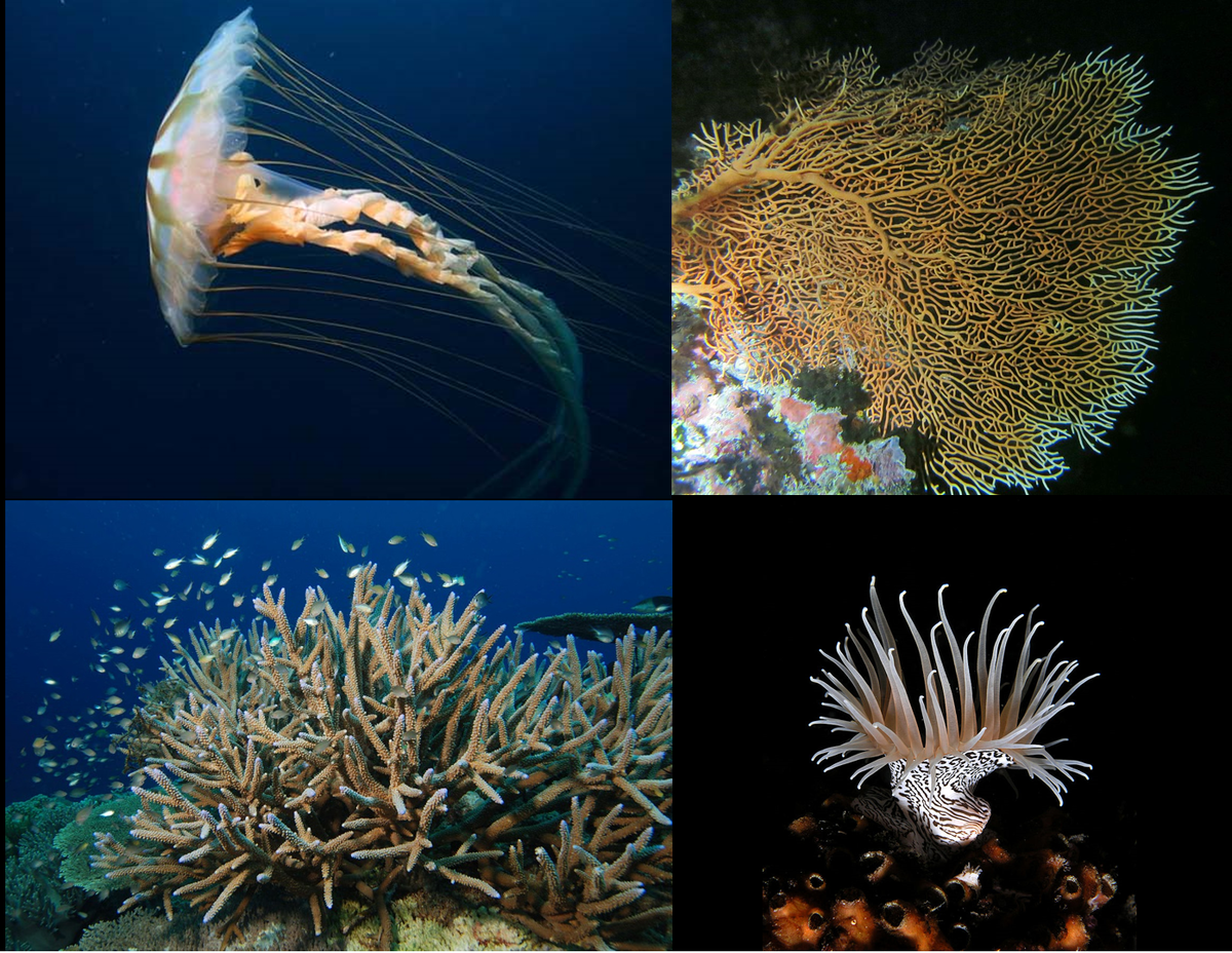Cnidarios