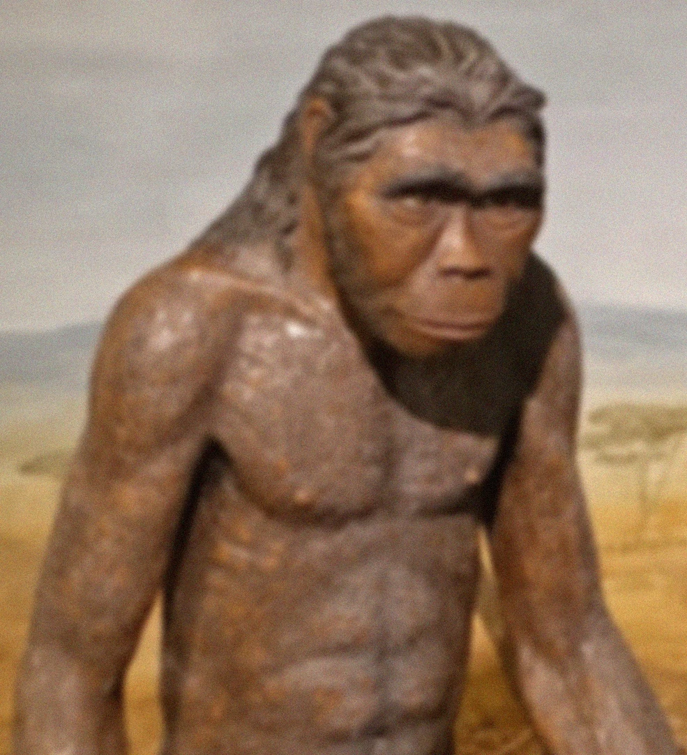 Surprise du 30 Mars 1 Homo habilis
