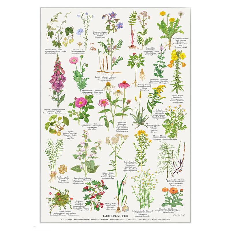 Surprise du 22 Mars 1 Les plantes medicinales
