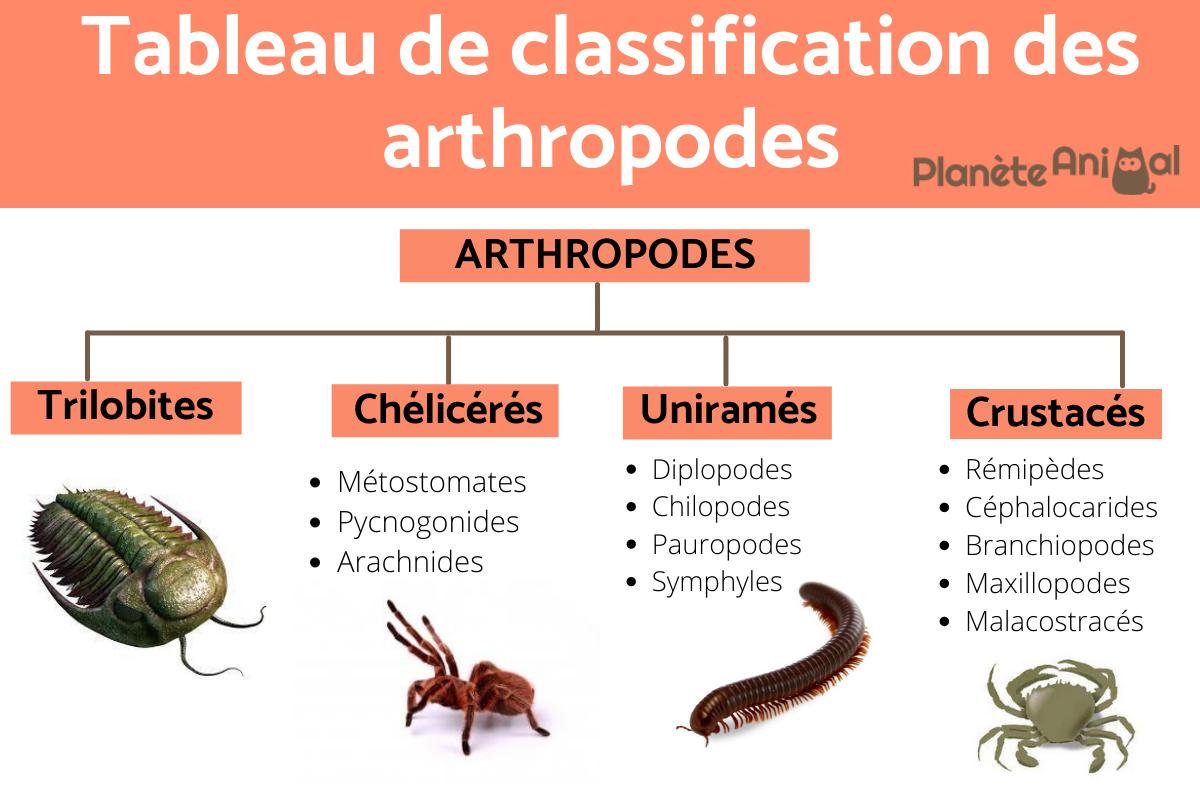 Surprise du 12 Mars 1 arthropodes