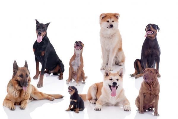 Surprise du 24 Mars 1 chiens