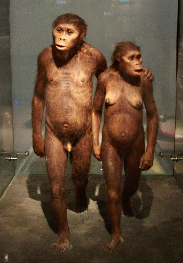 surprise du 29 mars 1 couple australopitheques