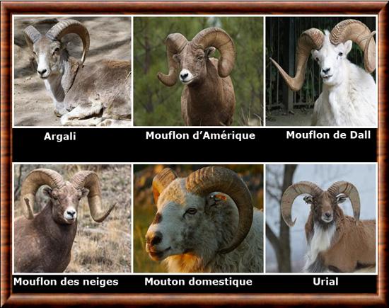 Surprise du 26 Mars 1 ovis aries mouton