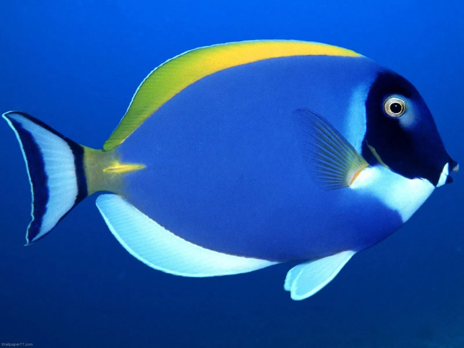 Surprise du 13 Mars 1 poisson