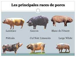 Surprise du 27 Mars 1 porc