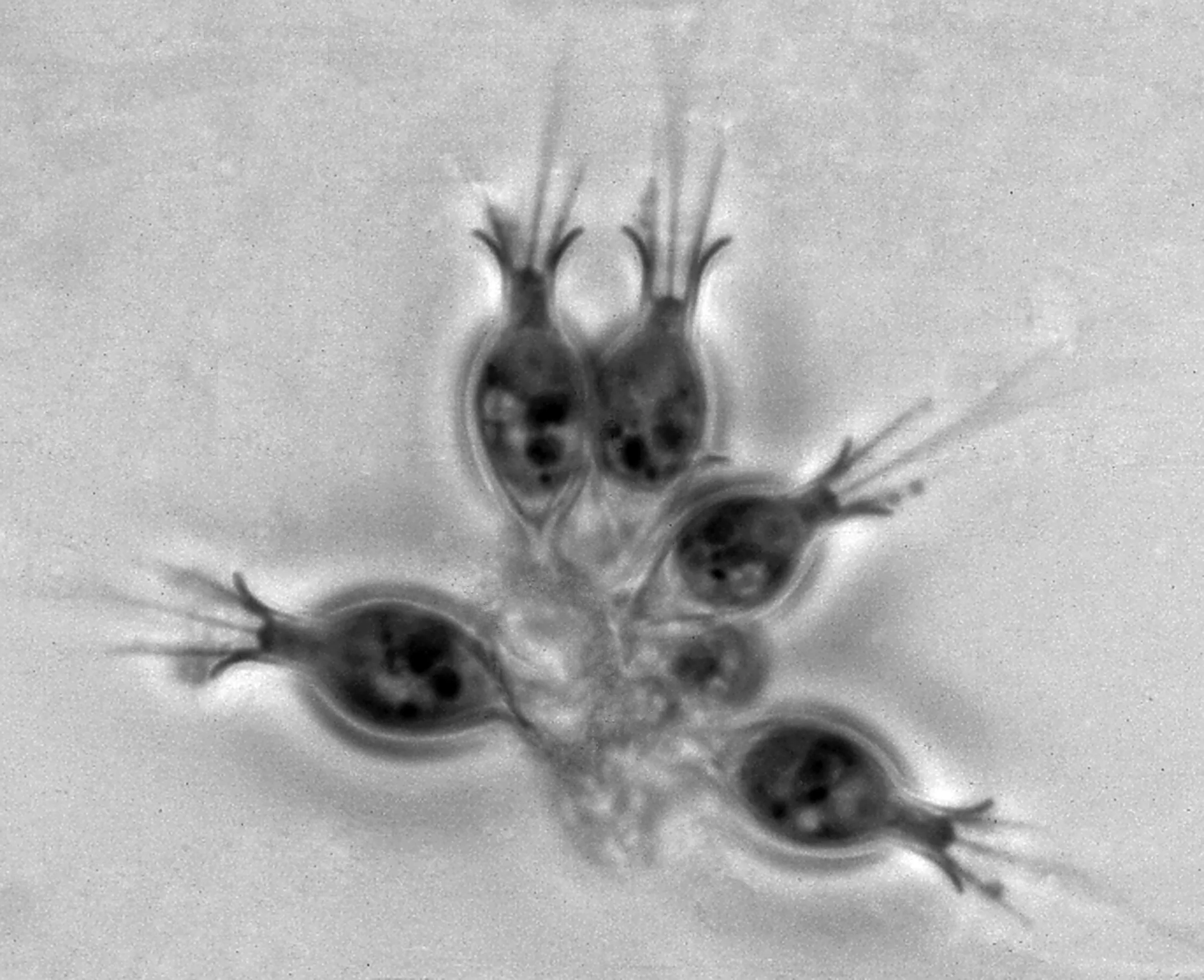 Surprise du 7 Mars 1 salpingoeca sp choanoflagellate barry scaled