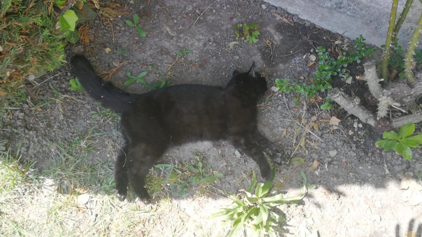 Stériliser vos animaux ! 1 chat mort